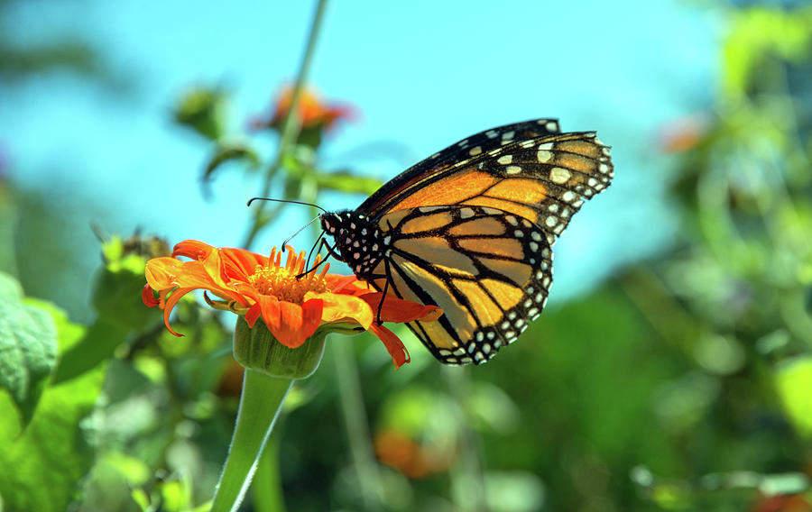 Beauty of the Monarch Photograph by Denise LeBleu
