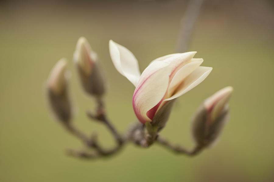Beauty of Zen Magnolia Photograph by Jenny Rainbow
