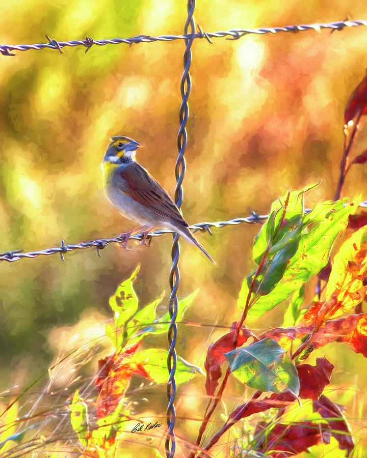 Beauty On A Barb Wire Photograph by Bill Kesler