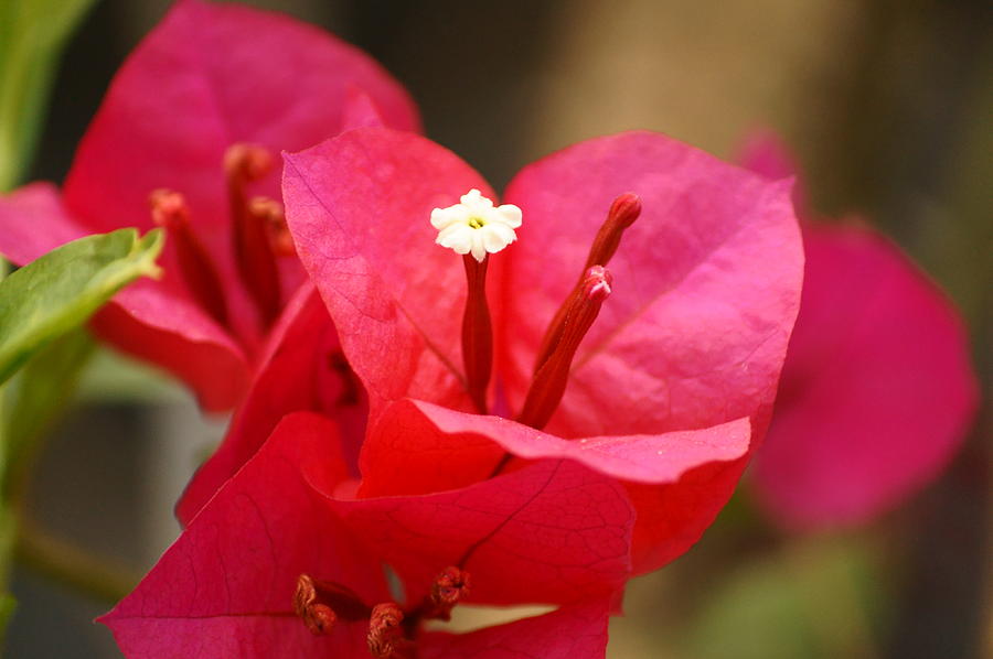 Hướng dẫn trồng và chăm sóc cây hoa giấy ở ban công – Bougainvillea spectabilis