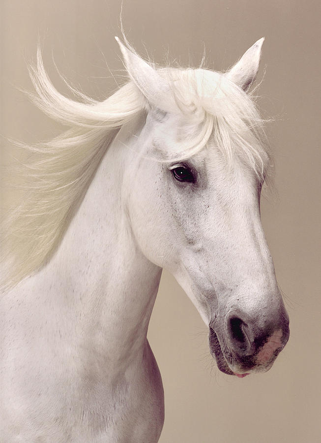 Beauty Portrait Of A White Horse Photograph by Daniel Day