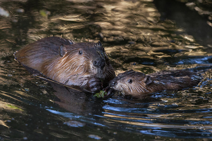 Beaver And Kit Feeding Photograph by Suzi Eszterhas
