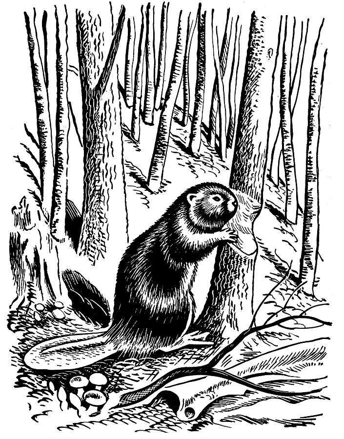 Black And White Drawing - Beaver and Trees by CSA Images