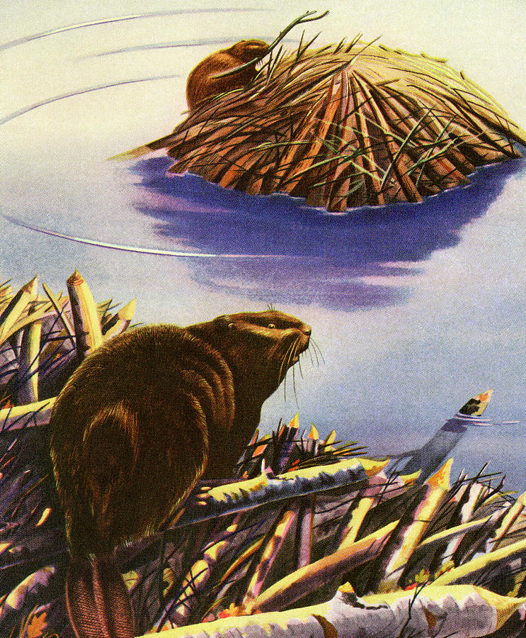 Nature Drawing - Beaver Dam and Beavers by CSA Images