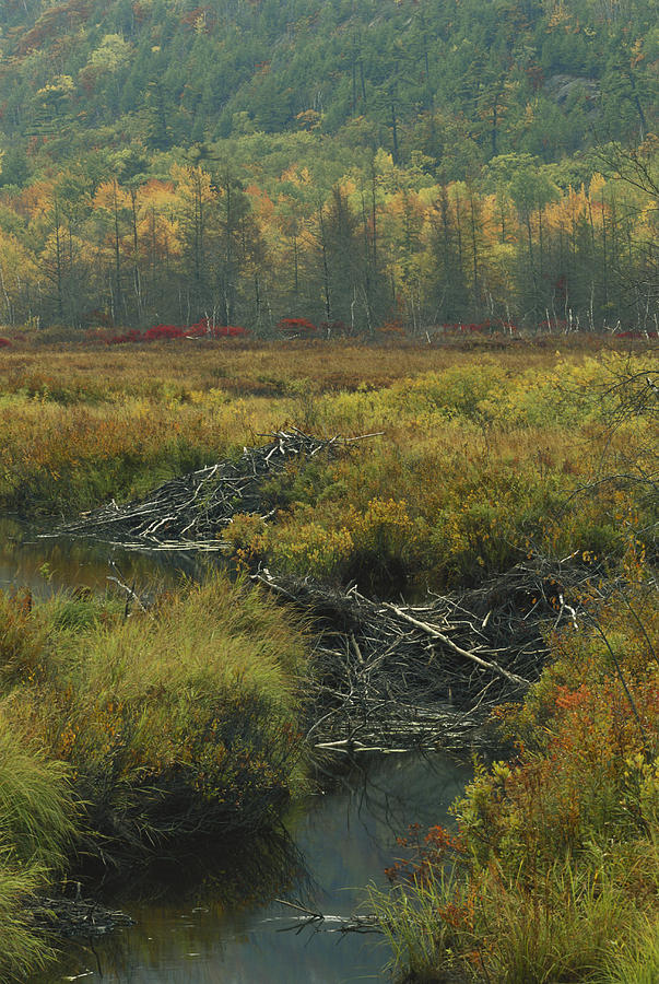 Beaver Dam And Lodge Photograph by Michael Lustbader