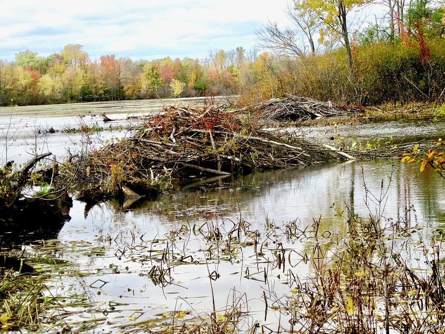 Beaver Dam by Stephanie Moore Beaver Dam by Stephanie Moore
