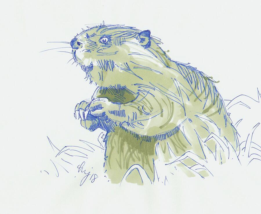 Beaver Drawing Drawing by Mike Jory