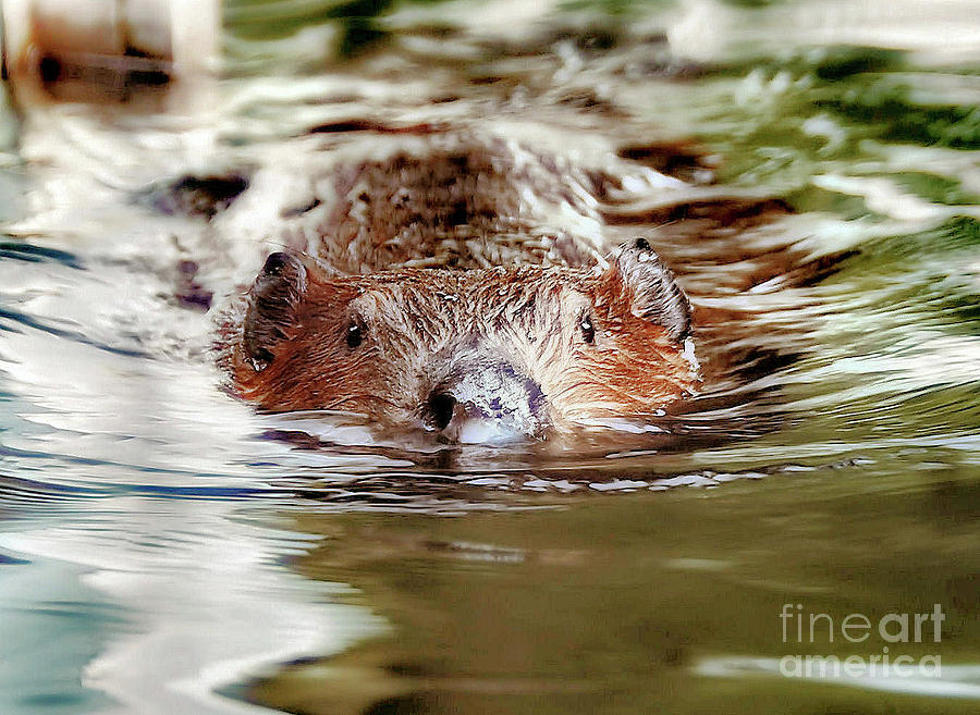 Beaver Photograph by Elaine Manley