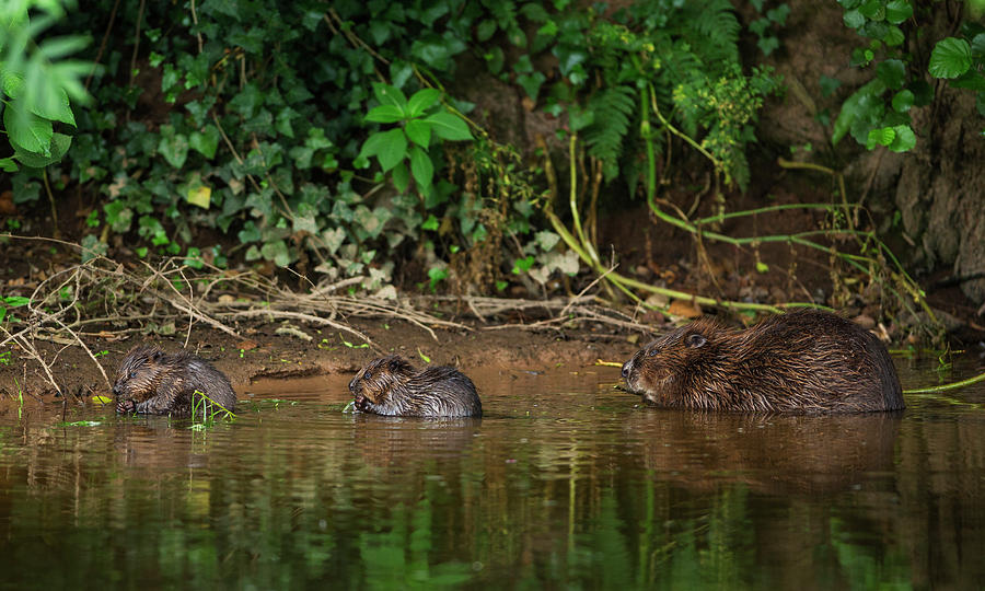 Beaver Female Feeding On Willow Bark, River Otter, Devon Photograph by ...