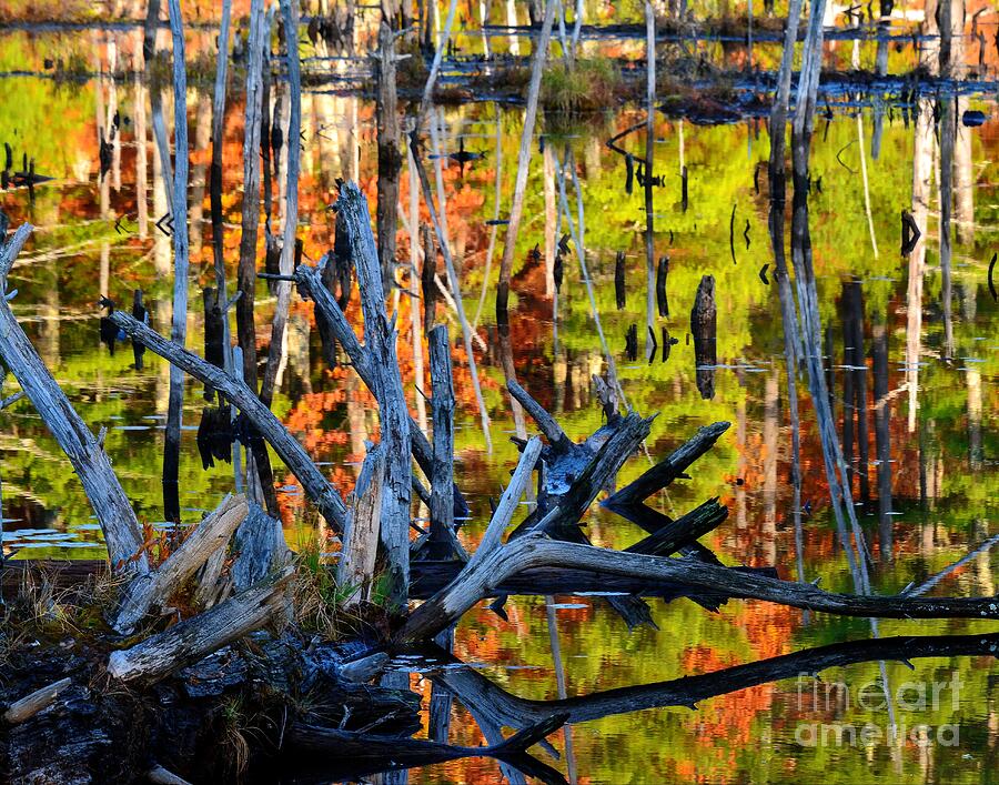Beaver Pond Abstract Photograph by Steve Brown