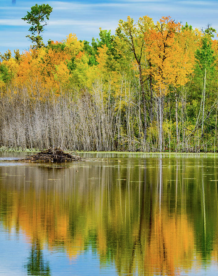 Beaver Pond Photograph by David Lee