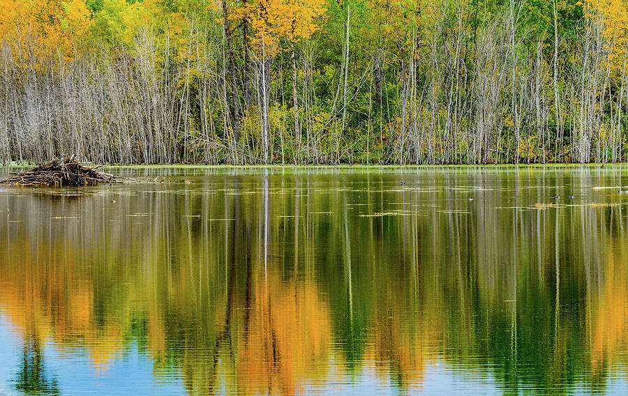 Beaver Pond Landscape Photograph by David Lee