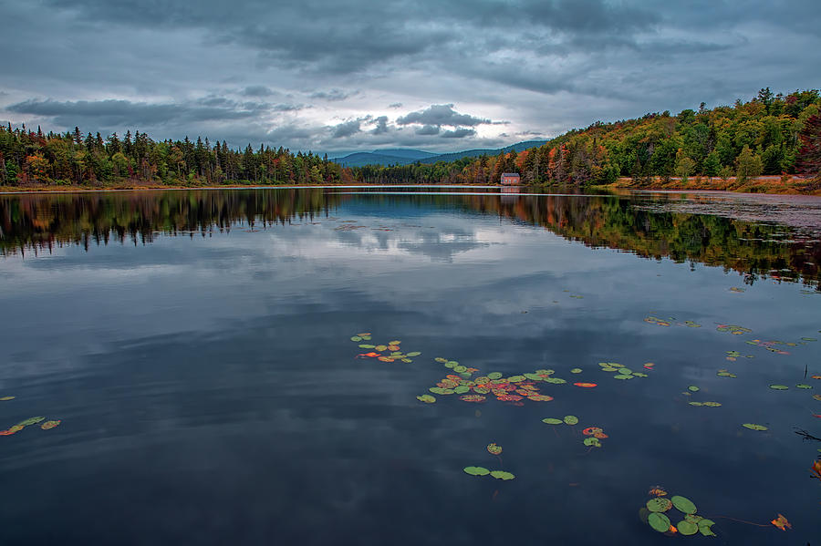 Lily Photograph - Beaver Pond by Rick Berk