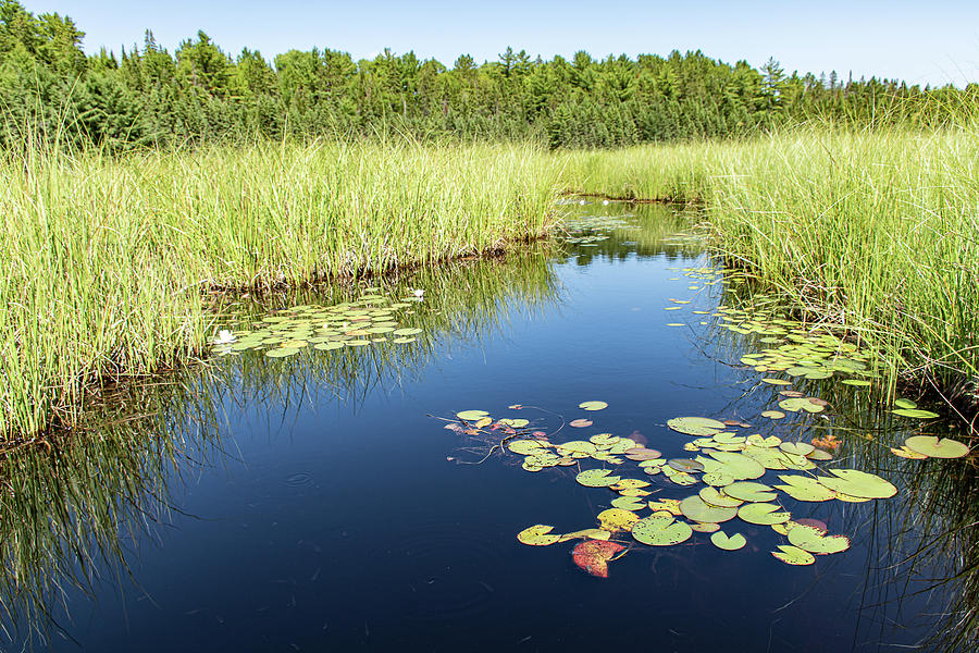 Beaver Pond Trail Photograph by Su Buehler