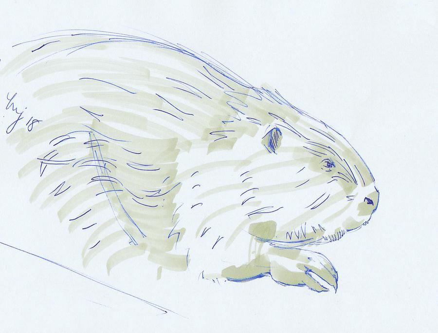 Beaver sketch by Mike Jory Beaver sketch by Mike Jory