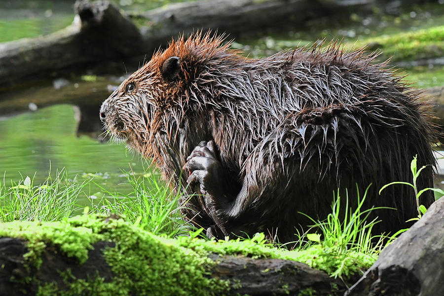 Beaver’s paw Photograph by Asbed Iskedjian - Pixels