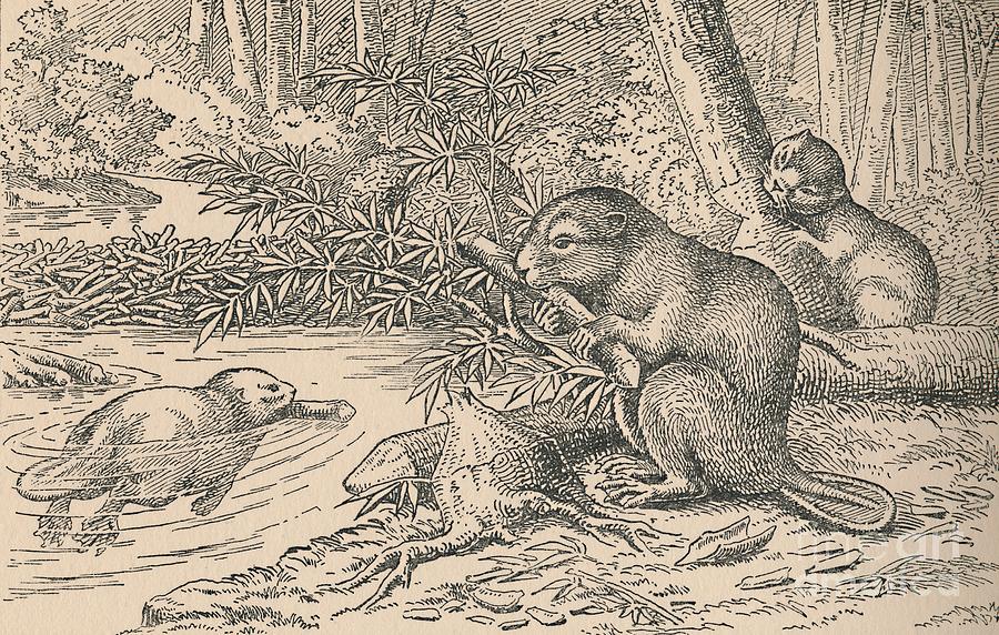 Beavers Drawing by Print Collector