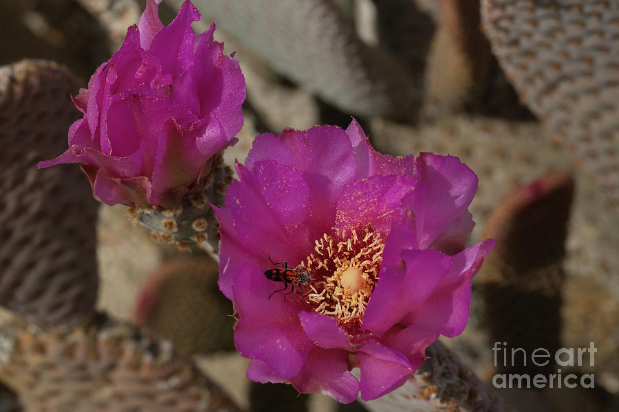 Anza-borrego Desert State Park Photograph - Beavertail Cactus  D0417 by Stephen Parker