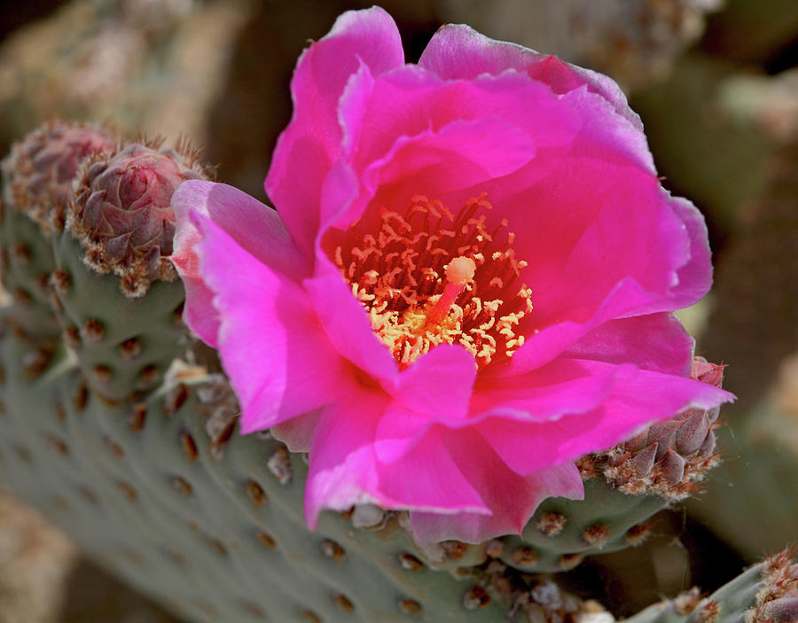 Beavertail Prickly Pear Cactus Photograph by Constantgardener