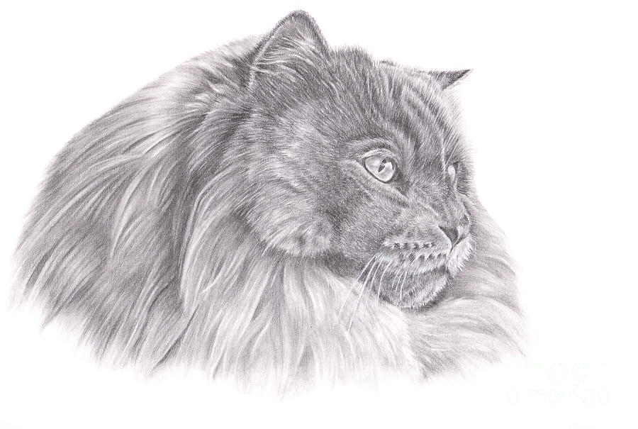 Bebe by Pencil Paws Bebe by Pencil Paws
