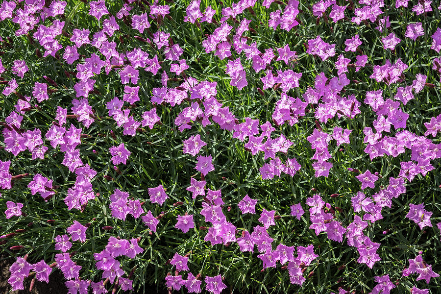 Because Spring - Miniature Carnations Carpet Photograph by Georgia Mizuleva