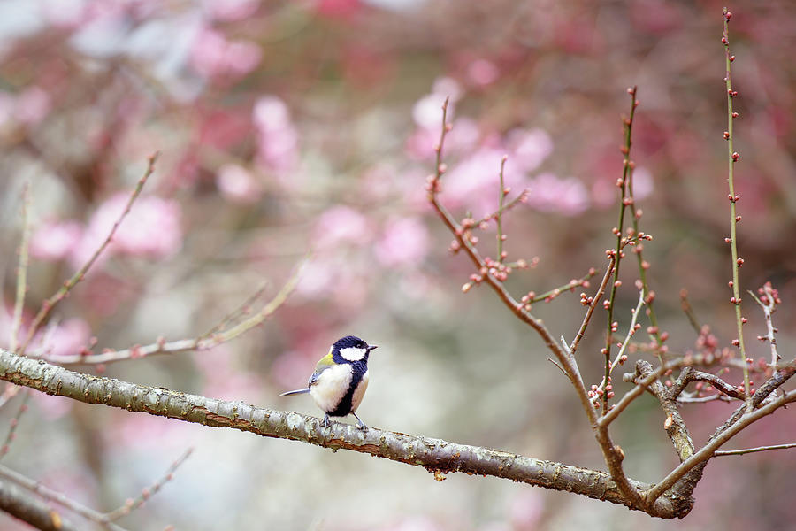 Beckoning Spring Photograph by Jason Arney