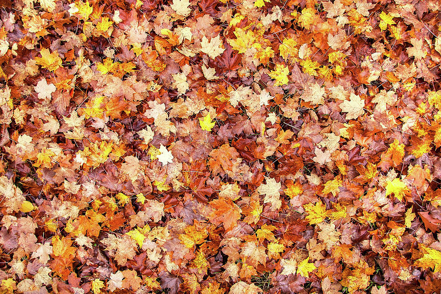 Bed of Autumn Leaves Photograph by Todd Klassy