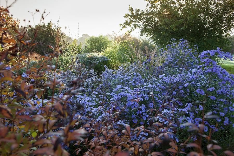 Bed Of Purple Asters Surrounded By Bushes In Low Autumn Sunlight Photograph by Sibylle Pietrek