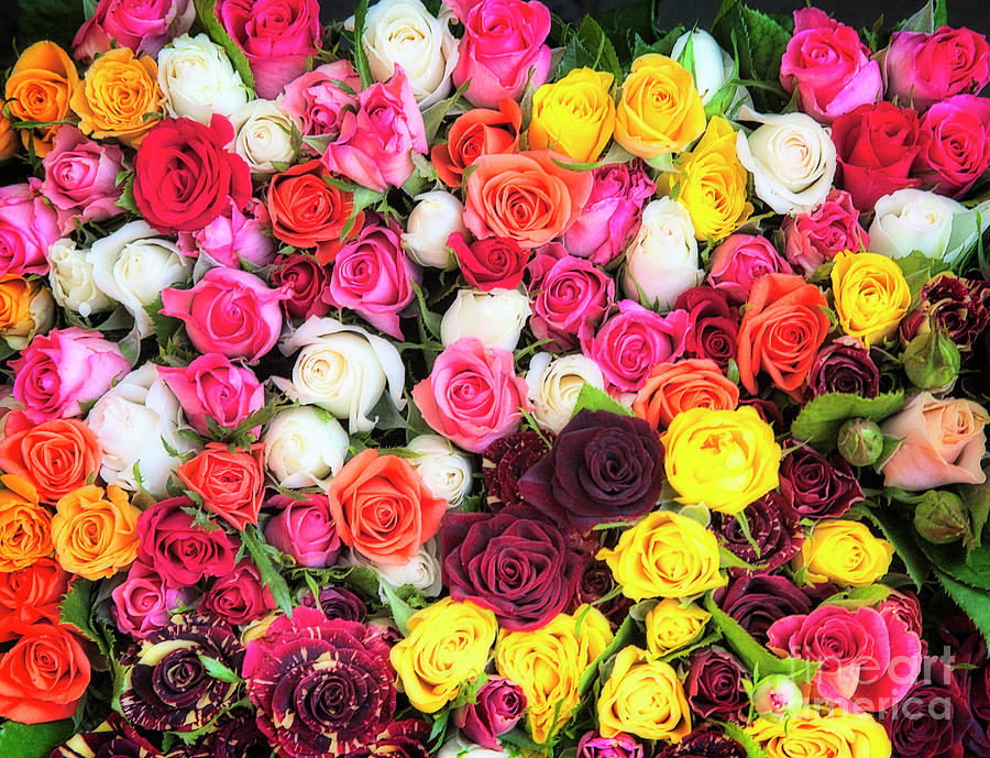 Bed of Roses by Scott Kemper Bed of Roses by Scott Kemper