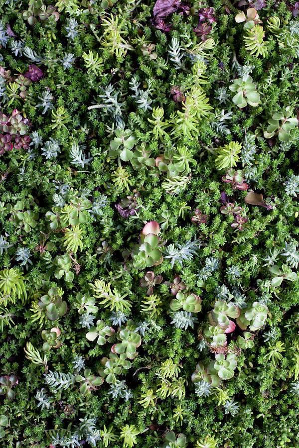Bed Of Succulents Photograph by Chris Parsons