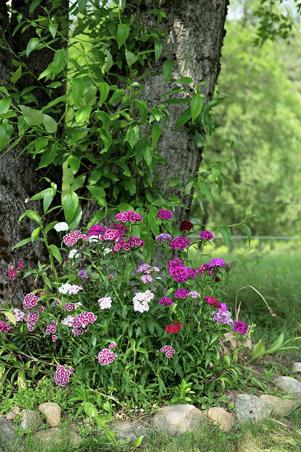 Bed Of Sweet William Edged In Pebbles Around Tree Trunk In Summery Landscape Photograph by Cecilia Mller