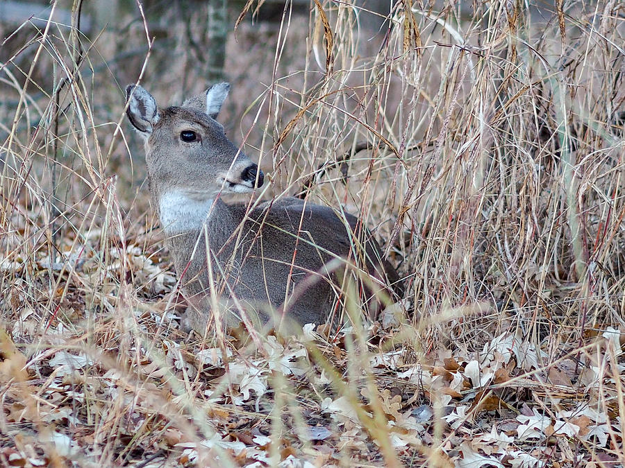 Bedded Doe by the trail  Photograph by Buck Buchanan