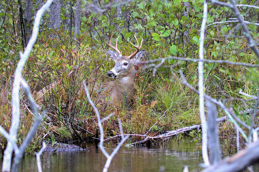 Bedded Lake Buck Photograph by Brook Burling