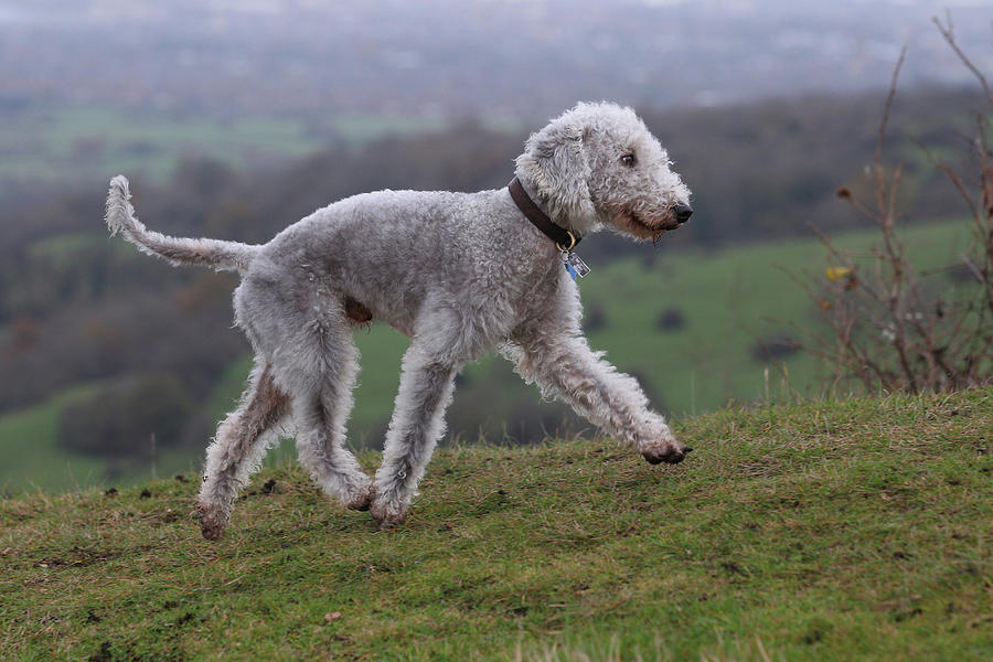 bedlington terrier stuffed animal