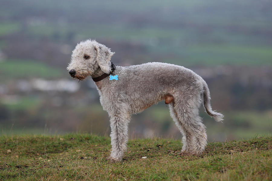 bedlington terrier stuffed animal