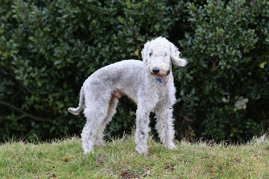 Bedlington Terrier 06 Photograph by Bob Langrish - Fine Art America