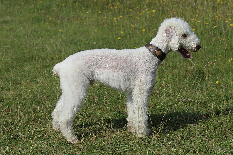 Bedlington Terrier 10 Photograph by Bob Langrish - Fine Art America