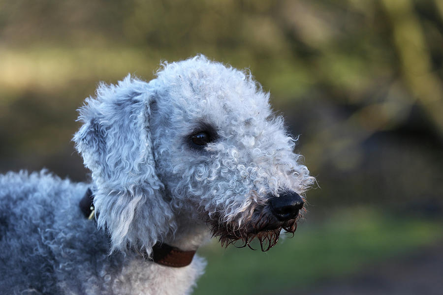 Bedlington Terrier 19 Photograph by Bob Langrish - Pixels