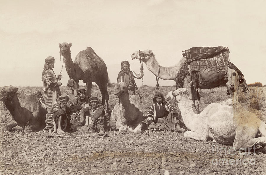 Bedouins Rest With Their Camels Photograph by Bettmann