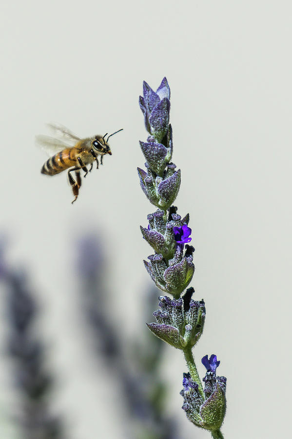 Bee 103 Photograph