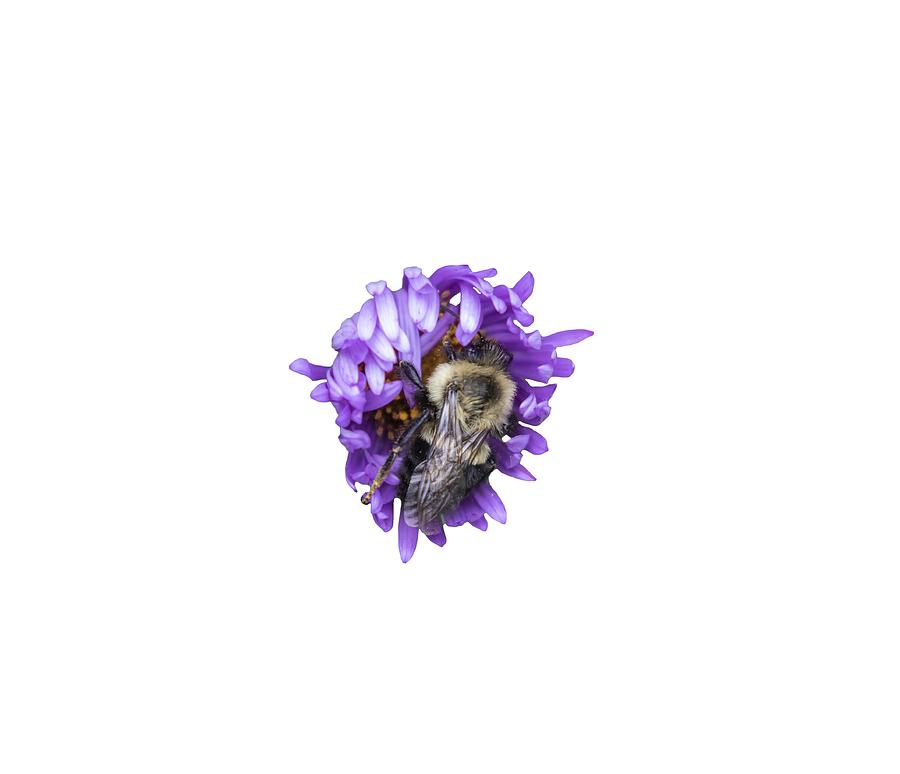 Bee 2018-1 Isolated Photograph by Thomas Young