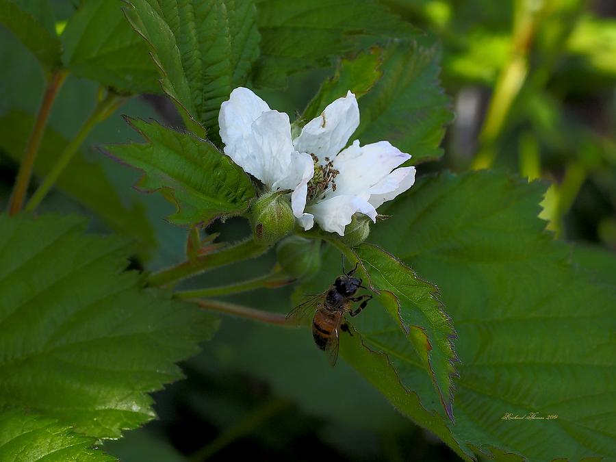 Bee and Berry Blossom Photograph by Richard Thomas