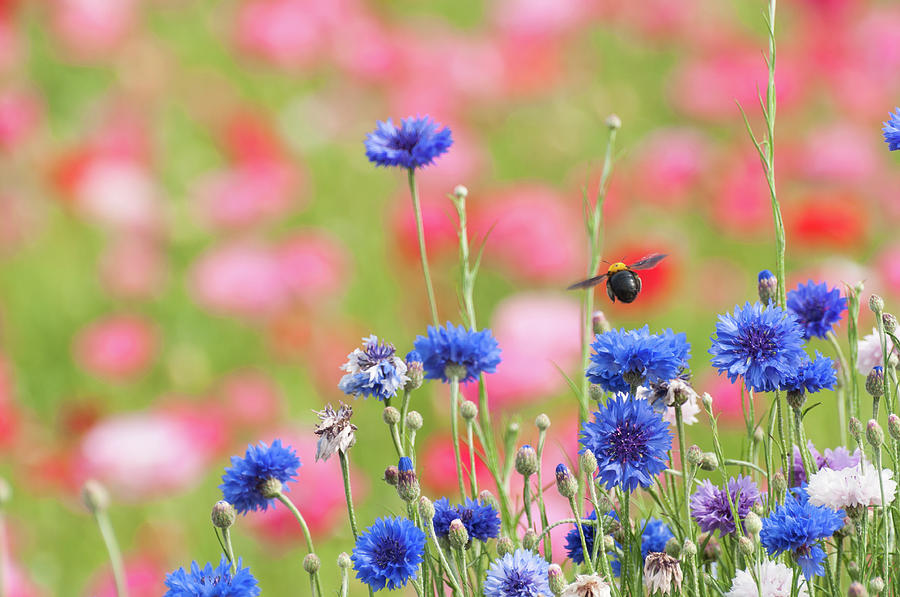 Bee And Flower Garden Photograph by Yuji Takahashi