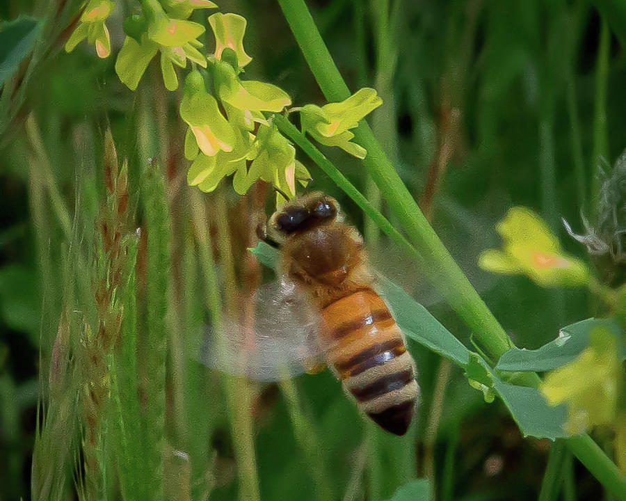 Bee and Flower Photograph by Lora J Wilson Bee and Flower Photograph by Lora J Wilson