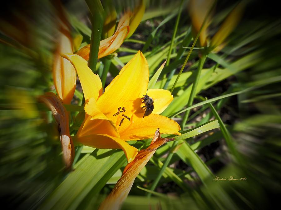 Bee and Gold Day Lily Photograph by Richard Thomas
