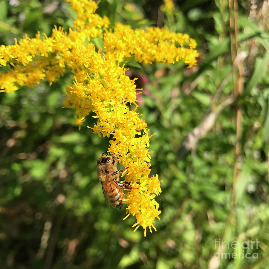 Bee and Goldenrod 1 Photograph by Amy E Fraser