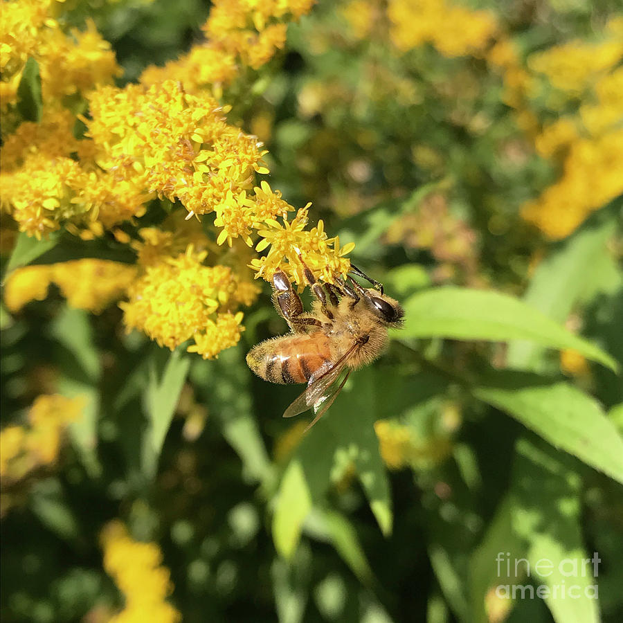 Bee and Goldenrod 2 Photograph by Amy E Fraser