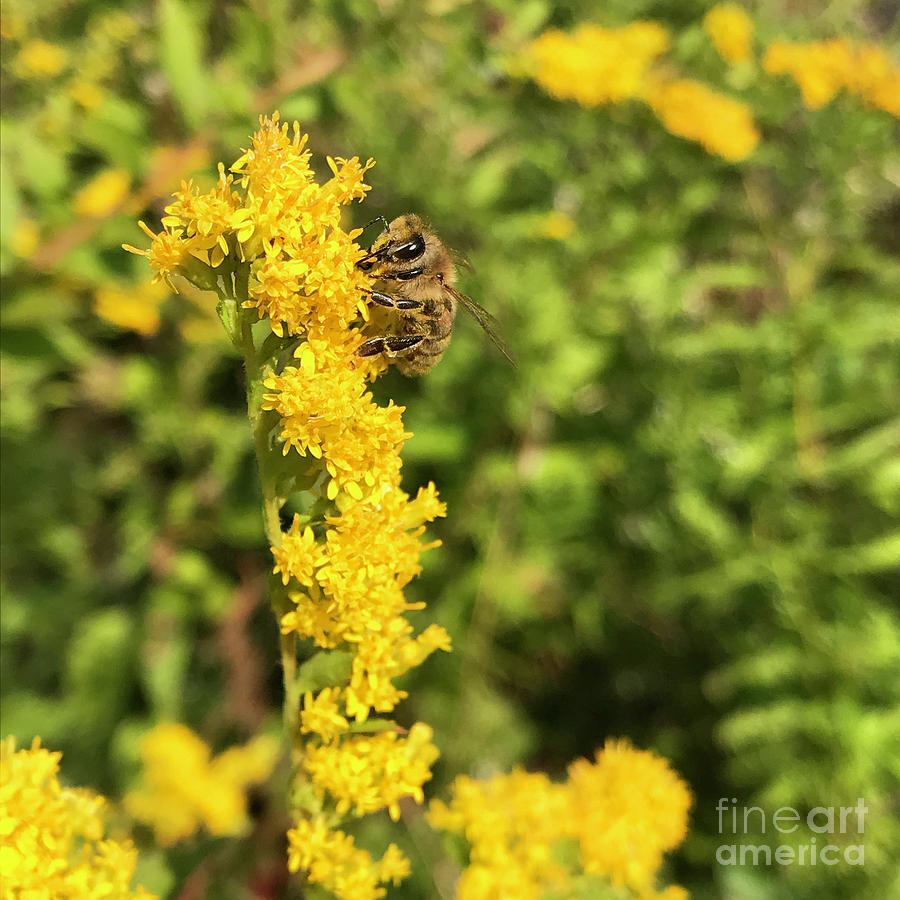 Bee and Goldenrod 3 Photograph by Amy E Fraser
