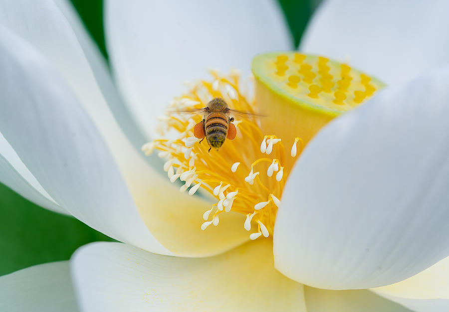Flowers Still Life Photograph - Bee And Lotus by Makihiko Hayama
