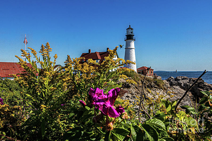 Bee and Portland Head Lighthouse, Cape Elizabeth,  Maine Photograph by Thomas Marchessault